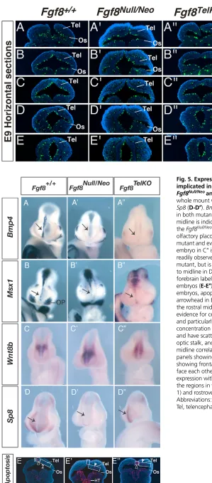 Fig. 4. Analysis of proliferation in the