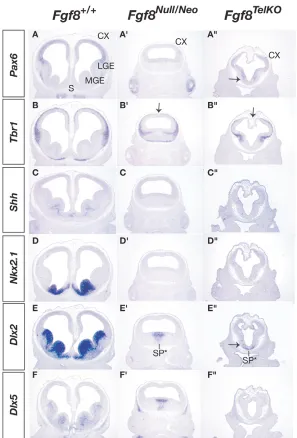 Fig. 9. Fgf8 mutants lose ventral molecular