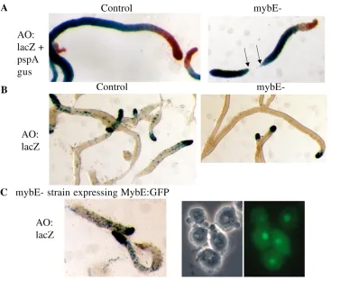 Fig. 9. Analysis of expressiondirected by the complete ecmApromoter in control cells, mybE–cells and mybE– cells expressing aMybE:GFP fusion gene
