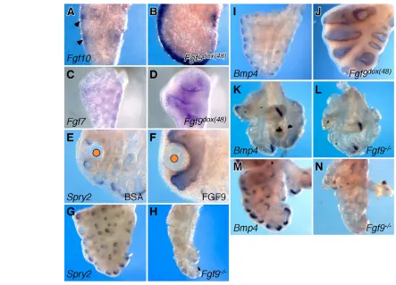 Fig. 7. FGF9 signaling regulates mesenchymal FGF gene expression and signaling. (upregulated and broad expression of hours with an FGF9 bead (F) compared with distally restricted expression in BSA controls (E)