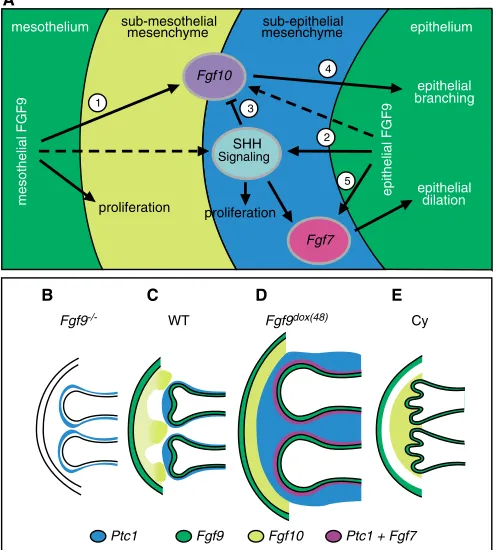 Fig. 8. Model for mesothelial-mesenchymal-epithelial regulationFgf10 expression is reduced such that epithelialoverexpressed in airway epithelium at later stages (E12.5-E14.5) (D),Fgf10 expression is increased in sub-mesothelial mesenchyme (Fig