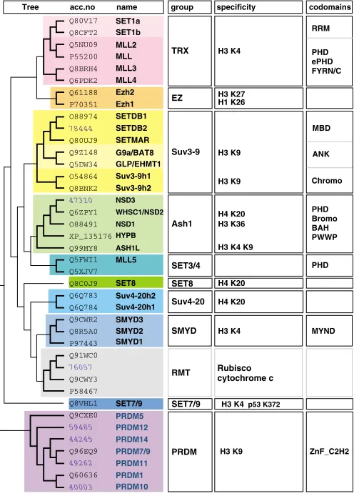 Fig. 1. Classiﬁcation of murine SET domain proteins. An exhaustivesearch for SET domains in the mouse genome revealed 50 proteins thatwere grouped into 11 subclasses using a tree based on a structure-based multiple sequence alignment (see Materials and met