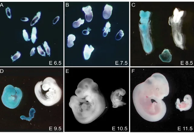 Fig. 2. Targeted disruption of the mouse Mll2wild-type embryo and absent in the homozygous embryo