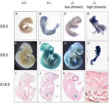 Table 2. Retardation of Mll2–/– embryos