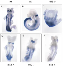 Fig. 7. In situ hybridization analysis of Wnt1, Otx2with expression of these markers was relatively unaffected in of somites