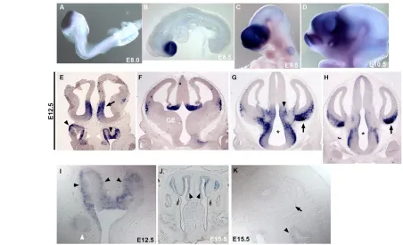 Fig. 1. Expression of Fezolfactory epithelium (black arrowheads; E,I,J,K), septum (black arrow, E), roof of the telencephalon (F), hypothalamus (asterisks; G,H), prethalamus(black arrowhead, G) and amygdala (black arrows; G,H), but not in the olfactory bul