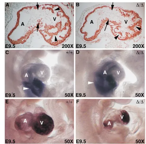 Fig. 4. The yolk sac vasculature of the Tak1undergo angiogenesis.�/� embryos fails to (A,B) E9.5 yolk sacs of Tak1+/� and Tak1�/�embryos, respectively