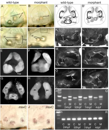 Fig. 8. Effects on the developing earof injection of otx1 morpholino intowild-type zebraﬁsh embryos.A-D) DIC images of ears of live