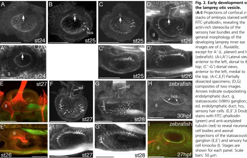 Fig. 2. Early development of