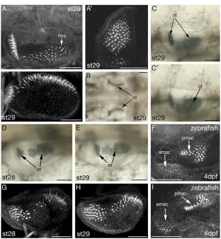 Fig. 3. Morphology of stage 28 and 29 L.ﬂuviatilis ears, and comparison withzebraﬁsh. (A-E,G,H) L