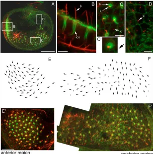 Fig. 5. Hair cell polarity in the macula