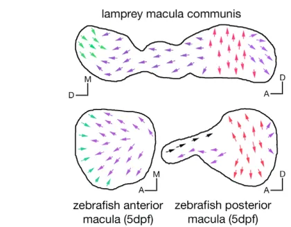 Fig. 6. Schematic representation and comparison of hair cellpolarity maps of the lamprey macula communis, and of theanterior and posterior maculae of the developing zebraﬁsh innerear