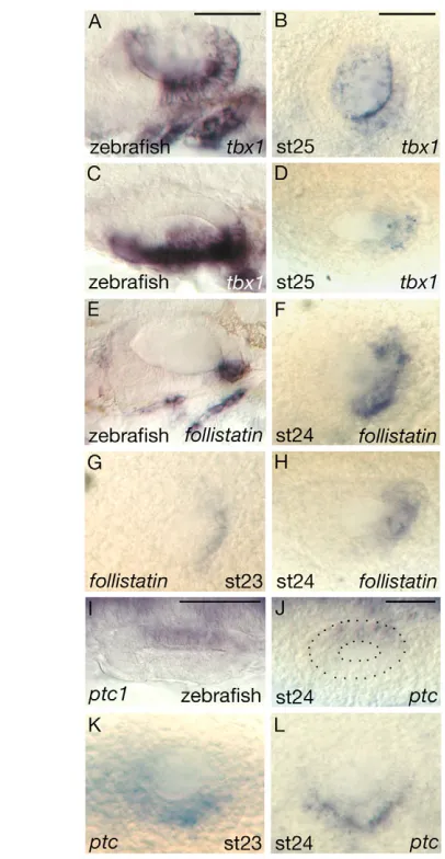 Fig. 7. Comparison of mRNA expression patterns.(marinusmedial to top; all others are lateral views, anterior to left, dorsal to top.The otic vesicle is outlined in J for clarity
