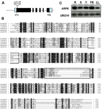 Fig. 5. ESD1 encodes ARP6. (A) Scheme