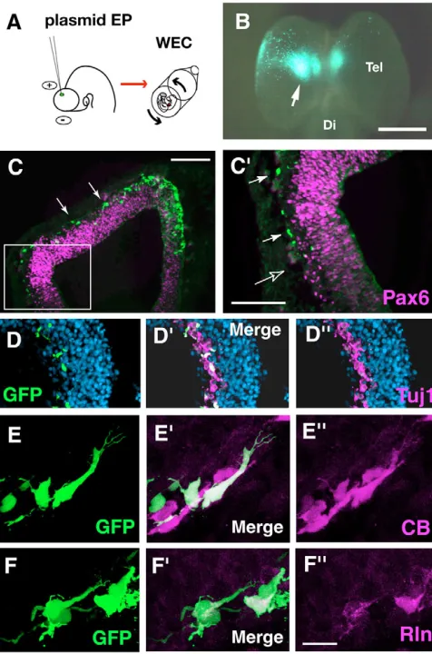 Fig. 2. Abnormal migration of olfactory cortex neurons in Pax6telencephalon (arrowhead in B,F-H)