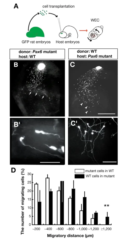 Fig. 3. Abnormal migration in Pax6 mutants is due to non-cell