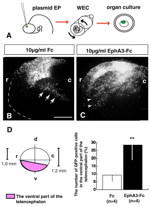 Fig. 6. Altered migration patterns of ventrally migrating neuronsby overexpression of ephrin A5Pax6vector were electroporated