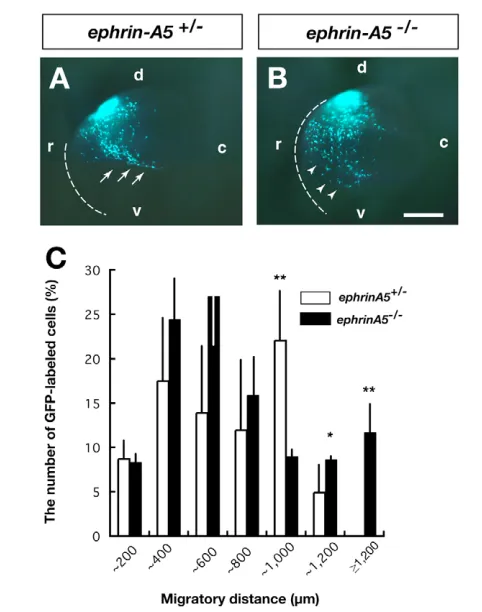 Fig. 7. Altered migration patterns of ventrally migrating neuronsby loss of ephrin A5cells in between and ephrin A5cortex neurons in ephrin A5-deﬁcient embryos