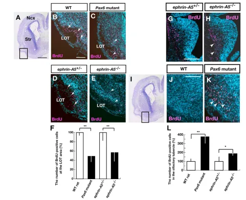 Fig. 8. Altered distributions of early-born olfactory cortex neurons in the Pax6telencephalon
