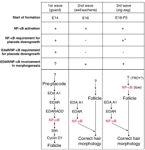 Fig. 8. Working hypothesis on the role of NF-�B inguard, zigzag or awl hair development