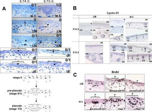 Fig. 3. NF-�microscopy of sagittal sections of wild-type, and of placodes is indicated in each panel (0-1/2)