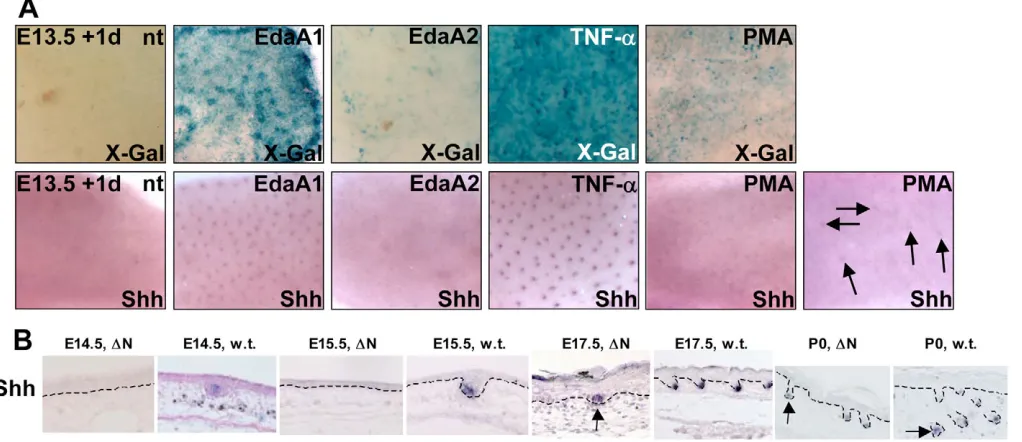 Fig. 6. NF-�B is essential and sufficient to induce placode down growth and Shh expression