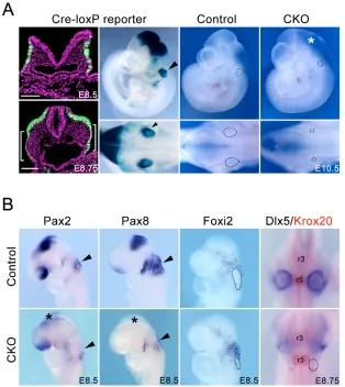 Fig. 2. Conditional inactivation of �expense of the otic placode.-catenin inPax2+ cells promotes epidermal fates at the (A) Cre-loxP reporter