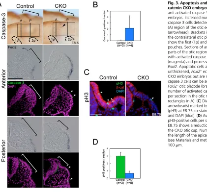 Fig. 3. Apoptosis and proliferation in �-