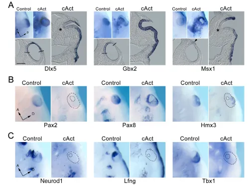 Fig. 6. Activation of �embryos at E9.5.invaginated part of the placode, closest to the ventral midline (asterisks)