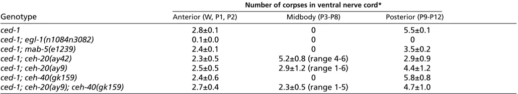 Fig. 1. ceh-20animals, the P12.a division axis is anterior dorsal left (adl) and posteriorventral right (pvr)