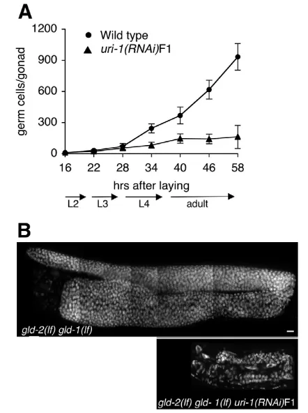 Fig. 2. uri-1(lf)by letting the P0 generation to lay eggs for 2 hours, ﬁxed at theindicated time points and stained with DAPI