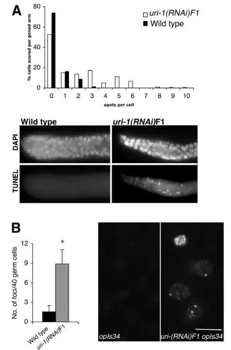Fig. 5. Depletion of hus-11(RNAi) and atl-1 rescues the cell cycle arrestobserved in uri-1(lf) worms
