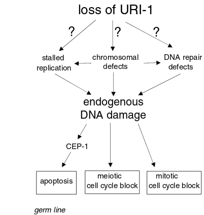 Fig. 6. Effect of uri-1to apoptosis. Apoptotic germ cell corpse numbersin the heterozygous 1(RNAi)P0phenotype, which is completely suppressed bymutations in the apoptotic pathway componentsced-3(lf) depletion on meioticcells