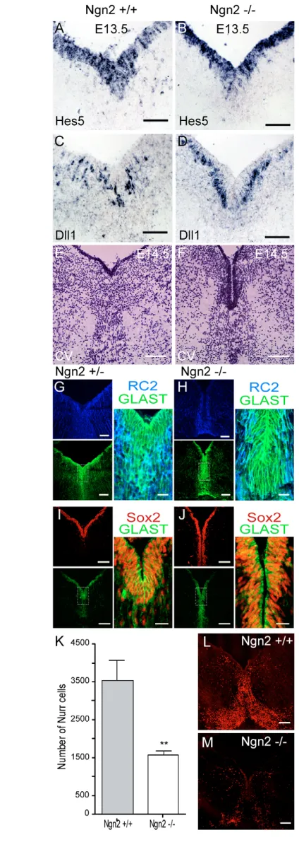 Fig. 5. Radial glia cells continue to accumulate in Ngn2 mutant+ 