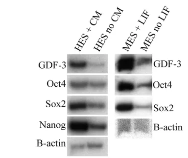 Fig. 1. GDF3 is speciﬁcally expressed in the undifferentiated stateof embryonic stem cells