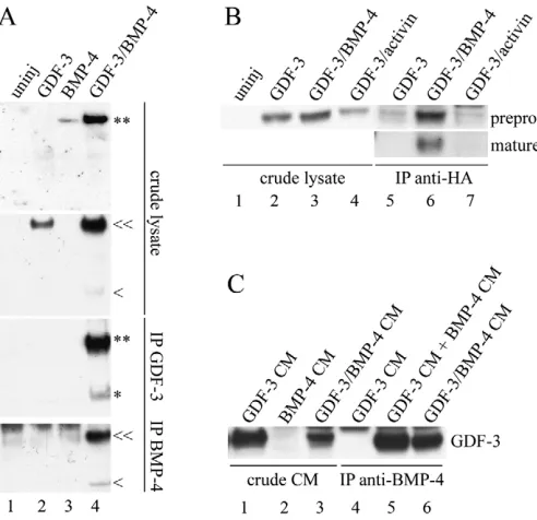 Fig. 3. Immunoprecipitation experiments. (of GDF3 and BMP4 from animal caps of frog embryo