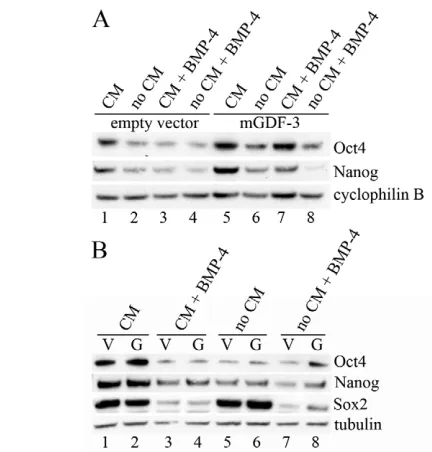 Fig. 4. Protein analysis. Western blot of BGN1 (human ES cells transfected with empty vector (V) or were either maintained undifferentiated in CM or cultured in theabsence of CM (non CM), with and without rhBMP4 treatment for 3days