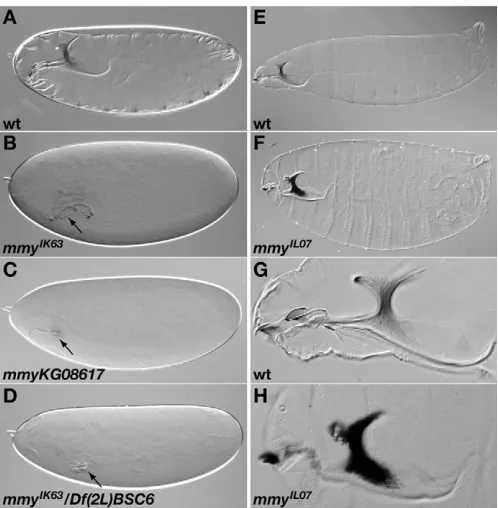 Fig. 1. Defective differentiation of mmyKG08617 (and transheterozygous larvae mutant for cuticle defects to homozygous  mutant cuticles.(A-G) Light microscopy of wild-type and mmy mutant larvae