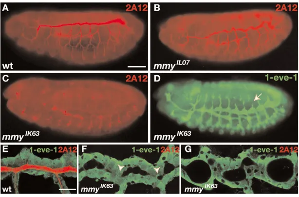 Fig. 4. Mmy is required for uniform tracheal tube