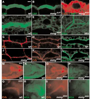 Fig. 5. GlcNAc-groups, including tracheal chitin,are severely reduced in mmy mutants.(A-C) Detection of chitin with a FITC-conjugated