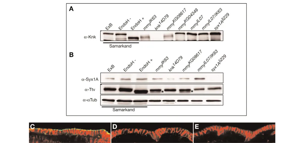Fig. 7. Post-translational modiﬁcation of Knk depends on Mmy activity. (mutant larvae labelled with a speciﬁc antibody against the extracellular cuticle protein Knk