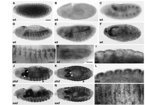 Fig. 8. Mmy expression is temporally upregulated in developing epithelia and altered in mutants required for 20-hydroxyecdysonebiosynthesis.maternal stage 11 in tracheal cells as they invaginate from the ectoderm (C) and persists in the developing tracheal