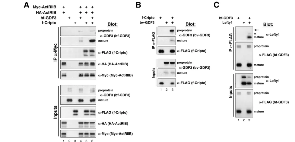 Fig. 2. Interactions of Gdf3 with activin receptors, Cripto and Lefty1. (with the indicated expression constructs, followed by crosslinking with the membrane-impermeable reagent DTSSP, immunoprecipitation of Myc-tagged ActRIIB from cell lysates and reversa