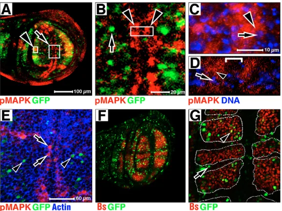 Fig. 1. pMAPK antigen, MAPK/GAL4 (MG)-driven GFP,DNA and Broken white lines deﬁne area of bs:lacZ expression in wild-type larval wings.Anterior upwards, dorsal leftwards