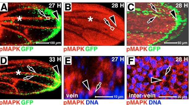 Fig. 2. pMAPK antigen, MAPK/GAL4 (MG)-drivenGFP and DNA expression in wild-type pupalwings