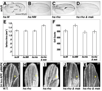Fig. 3. Overcoming MAPK cytoplasmic