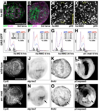 Fig. 5. MAPK nuclear translocation and cell