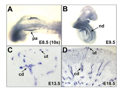 Fig. 1. Gata3 expression in wild-type nephric tissues. A Gata3cRNA probe was used for in situ hybridization on whole-mountembryos (A,B) or metanephros sections (C,D) at the indicated stages.Gata3 expression is detected in the pronephros anlage (pa; A), in thenephric duct (nd) of the mesonephros (B), and in the collecting duct(cd) and ureter tip (ut) of the metanephros (C,D).
