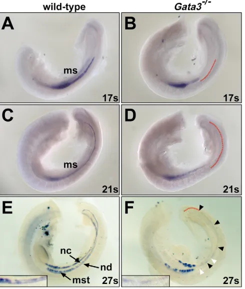 Fig. 4. Mesonephric defects in Gata3observed in the caudal extension of expression domains in the nephric cord and duct of wild-type embryos(insert in E) were replaced by a single stream of somites (A,B), 21 somites (C,D) and 27 somites (E,F)