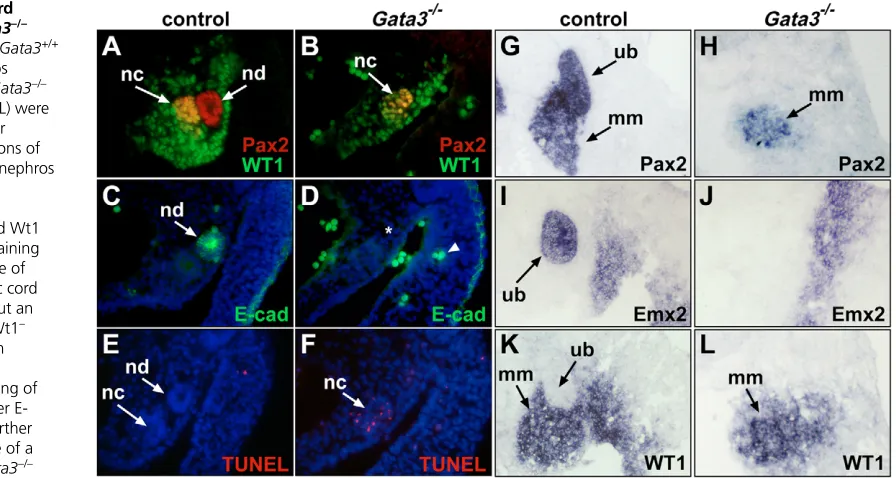 Table 2. Cellularity and mitotic index of control and Gata3–/–nephric ducts